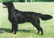 balko