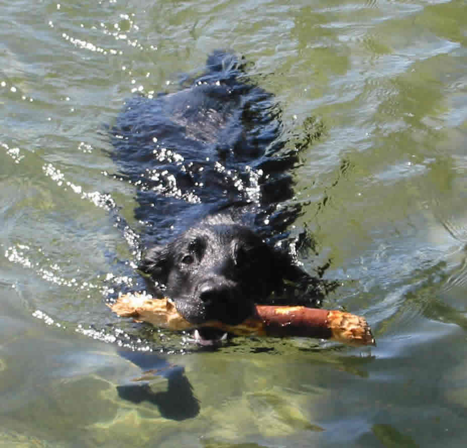 schwimmen
