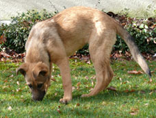 lila2