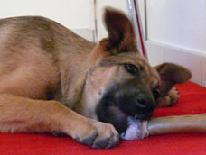 lila3