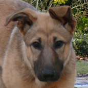 lila4
