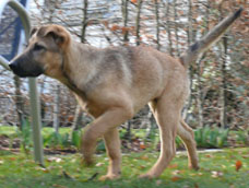 lila6