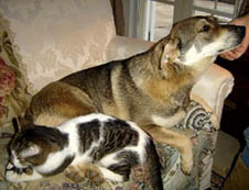 luna und katze